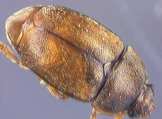 Epuraea melanocephala